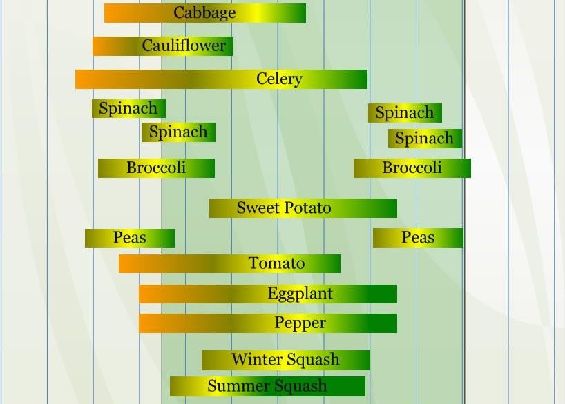 Zone 8 Planting Guide Flowers – Yoiki Guide